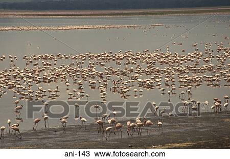 Flock of Flamingos on Lake Nakuru Kenya View Large Photo Image Stock Image - Flock of Flamingos on Lake Nakuru Kenya. Fotosearch