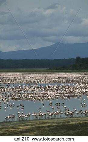 Flock of Flamingos on Lake Nakuru Kenya View Large Photo Image Stock Image - Flock of Flamingos on Lake Nakuru Kenya. Fotosearch