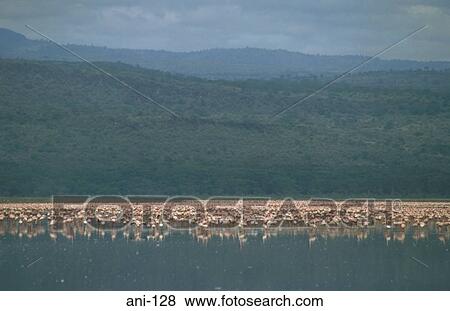 Stock Photo - Flock of Flamingos on Lake Nakuru Kenya. Fotosearch