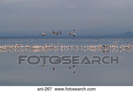 Flock of Flamingos on Lake Nakuru Kenya View Large Photo Image Stock Photo - Flock of Flamingos on Lake Nakuru Kenya. Fotosearch