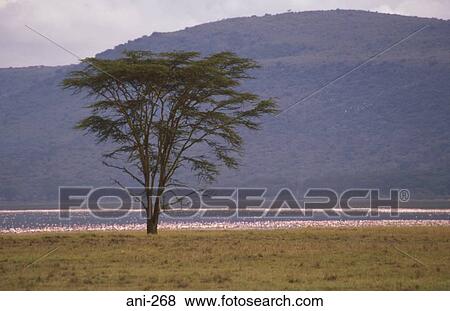 Flock of Flamingos on Lake Nakuru Kenya View Large Photo Image Stock Photo - Flock of Flamingos on Lake Nakuru Kenya. Fotosearch