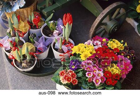 Flower Display in Shop Salzburg Austria View Large Photo Image Stock Photo - Flower Display in Shop Salzburg Austria. Fotosearch
