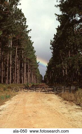 Forest Track Queensland Australia View Large Photo Image Stock Image - Forest Track Queensland Australia. Fotosearch