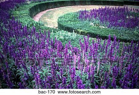 Stock Image - French Lilac Ornamental Garden. Fotosearch