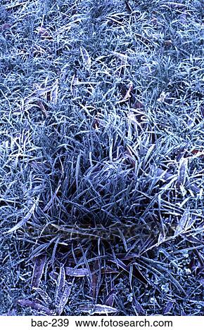 Frozen Clump of Grass View Large Photo Image Stock Photo - Frozen Clump of Grass. Fotosearch