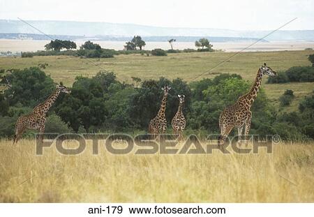 Giraffe Herd Masai Mara National Reserve Kenya View Large Photo Image Stock Photo - Giraffe Herd Masai Mara National Reserve Kenya. Fotosearch