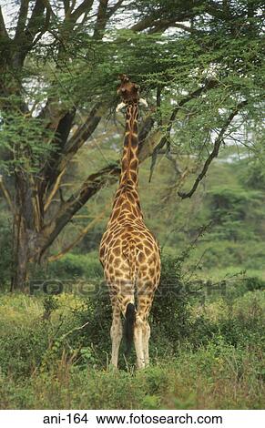 Giraffe Lake Nakuru National Reserve Kenya View Large Photo Image Picture - Giraffe Lake Nakuru National Reserve Kenya. Fotosearch