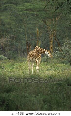 Giraffe Lake Nakuru National Reserve Kenya View Large Photo Image Stock Image - Giraffe Lake Nakuru National Reserve Kenya. Fotosearch