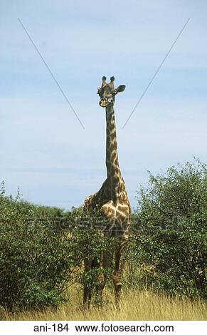 Giraffe Masai Mara National Reserve Kenya View Large Photo Image Picture - Giraffe Masai Mara National Reserve Kenya. Fotosearch