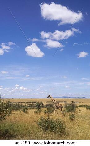Giraffe Masai Mara National Reserve Kenya View Large Photo Image Stock Image - Giraffe Masai Mara National Reserve Kenya. Fotosearch