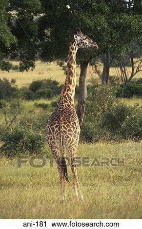 Giraffe Masai Mara National Reserve Kenya View Large Photo Image Stock Image - Giraffe Masai Mara National Reserve Kenya. Fotosearch