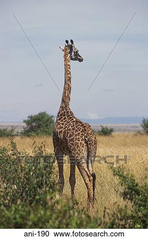 Stock Image - Giraffe Masai Mara National Reserve Kenya. Fotosearch