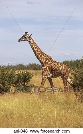 Giraffe Masai Mara National Reserve Kenya View Large Photo Image Stock Photo - Giraffe Masai Mara National Reserve Kenya. Fotosearch