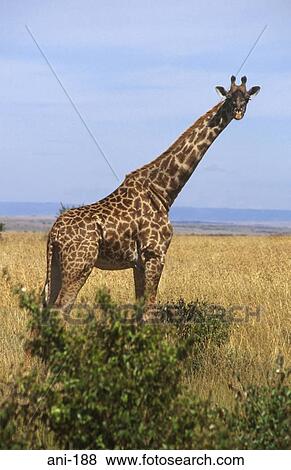 Giraffe Masai Mara National Reserve Kenya View Large Photo Image Stock Photo - Giraffe Masai Mara National Reserve Kenya. Fotosearch