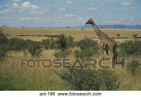 Giraffe Masai Mara National Reserve Kenya View Large Photo Image Stock Photograph - Giraffe Masai Mara National Reserve Kenya. Fotosearch