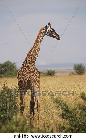 Giraffe Masai Mara National Reserve Kenya View Large Photo Image Stock Photography - Giraffe Masai Mara National Reserve Kenya. Fotosearch