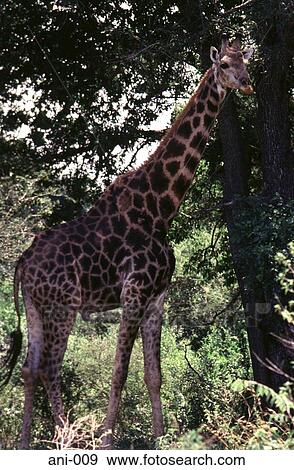 Giraffe under a Tree View Large Photo Image Stock Photo - Giraffe under a Tree. Fotosearch
