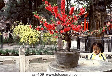 Girl in a Courtyard Garden Forbidden City Beijing View Large Photo Image Stock Photo - Girl in a Courtyard Garden Forbidden City Beijing. Fotosearch