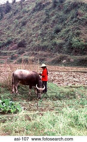 Stock Photo - Girl with a Buffalo Gulin China. Fotosearch