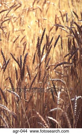 Golden Wheat View Large Photo Image Picture - Golden Wheat. Fotosearch