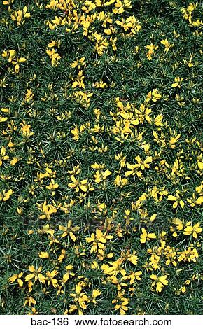 Gorse Bush with Yellow Flower View Large Photo Image Stock Photograph - Gorse Bush with Yellow Flower. Fotosearch