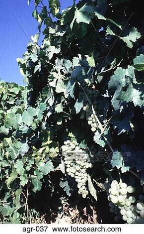 Green Grapes on a Vine View Large Photo Image Stock Photo - Green Grapes on a Vine. Fotosearch