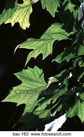 Green Leaves View Large Photo Image Stock Image - Green Leaves. Fotosearch