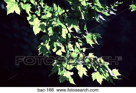 Green Tree Branches View Large Photo Image Stock Photograph - Green Tree Branches. Fotosearch