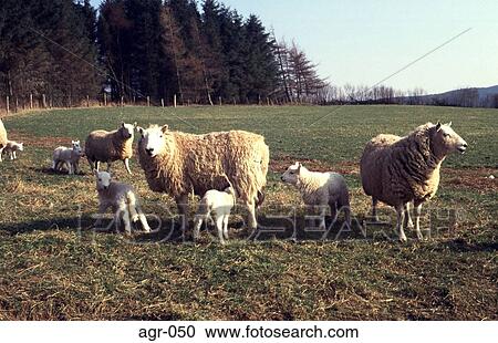 Group of Sheep and Lambs in a Field View Large Photo Image Stock Image - Group of Sheep and Lambs in a Field. Fotosearch