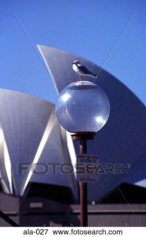 Gull on Lamp outside Sydney Opera House Australia View Large Photo Image Stock Photo - Gull on Lamp outside Sydney Opera House Australia. Fotosearch