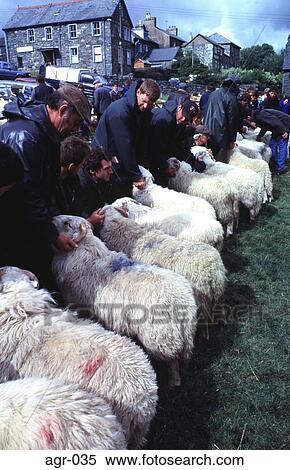 Handlers with Rams in a Row at a Country Fair UK View Large Photo Image Stock Photography - Handlers with Rams in a Row at a Country Fair UK. Fotosearch