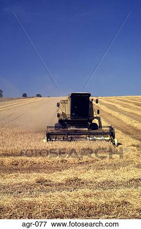 Stock Photo - Harvester Gathering Grain England. Fotosearch