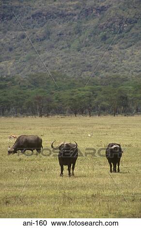 Herd of African Buffalo Lake Nakuru National Reserve Kenya View Large Photo Image Stock Image - Herd of African Buffalo Lake Nakuru National Reserve Kenya. Fotosearch