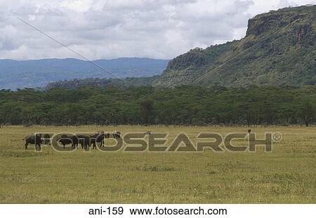 Herd of African Buffalo Lake Nakuru National Reserve Kenya View Large Photo Image Stock Photo - Herd of African Buffalo Lake Nakuru National Reserve Kenya. Fotosearch