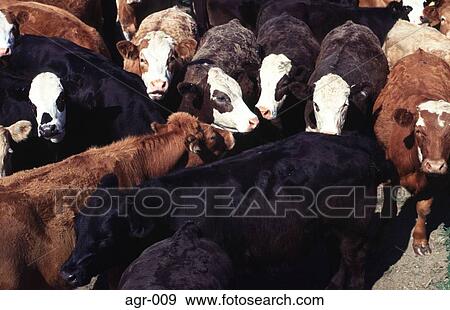 Herd of Cattle View Large Photo Image Stock Photo - Herd of Cattle. Fotosearch