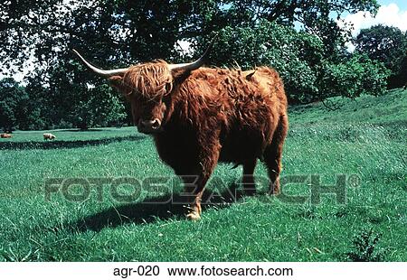 Highland Cattle Scotland UK View Large Photo Image Stock Image - Highland Cattle Scotland UK. Fotosearch