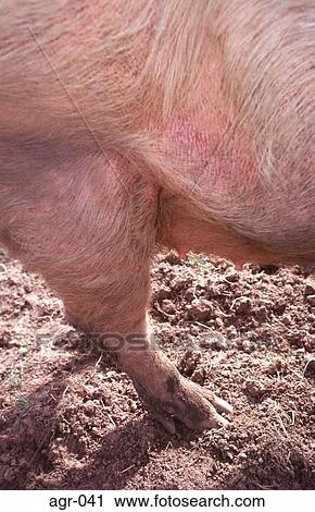 Stock Image - Hind Quarters of a Pig. Fotosearch