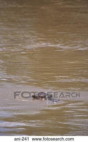 Stock Image - Hippopotamus in Mara River Kenya. Fotosearch