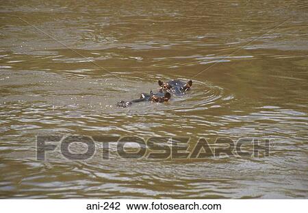 Stock Image - Hippopotamus in Mara River Kenya. Fotosearch