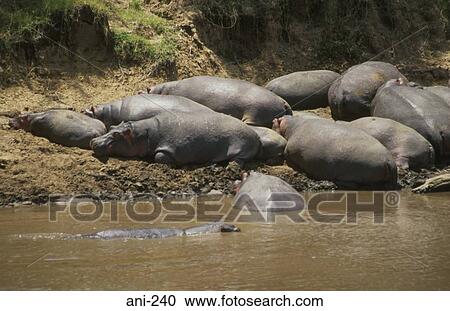 Stock Image - Hippopotamuses in Mara River Kenya. Fotosearch