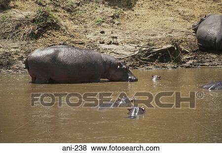 Hippopotamuses in Mara River Kenya View Large Photo Image Stock Photo - Hippopotamuses in Mara River Kenya. Fotosearch