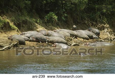 Hippopotamuses in Mara River Kenya View Large Photo Image Stock Photo - Hippopotamuses in Mara River Kenya. Fotosearch