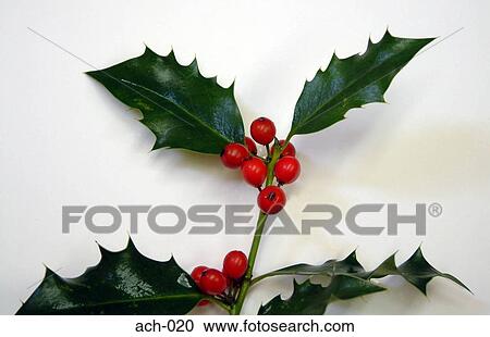Holly View Large Photo Image Stock Image - Holly. Fotosearch