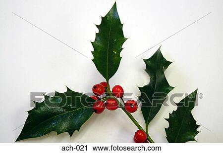 Holly View Large Photo Image Stock Image - Holly. Fotosearch