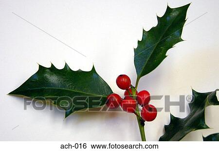 Holly View Large Photo Image Stock Photograph - Holly. Fotosearch