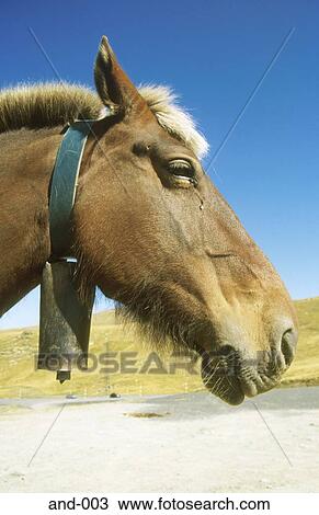 Horse's Head Andorra View Large Photo Image Stock Image - Horse's Head Andorra. Fotosearch