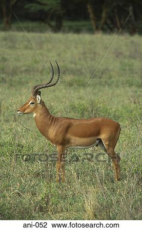 Stock Image - Impala Lake Nakuru National Reserve Kenya. Fotosearch