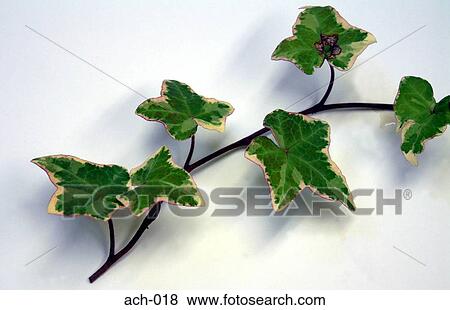 Ivy View Large Photo Image Stock Photo - Ivy. Fotosearch