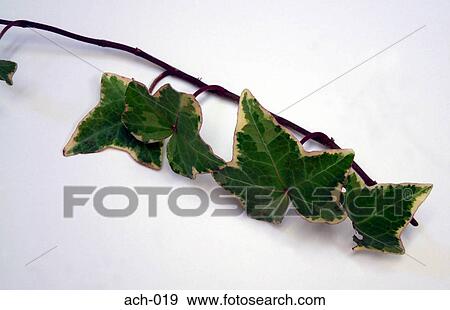 Ivy View Large Photo Image Stock Photo - Ivy. Fotosearch