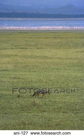 Stock Photo - Jackal and Flamingo Flock Lake Nakuru National Reserve Kenya. Fotosearch